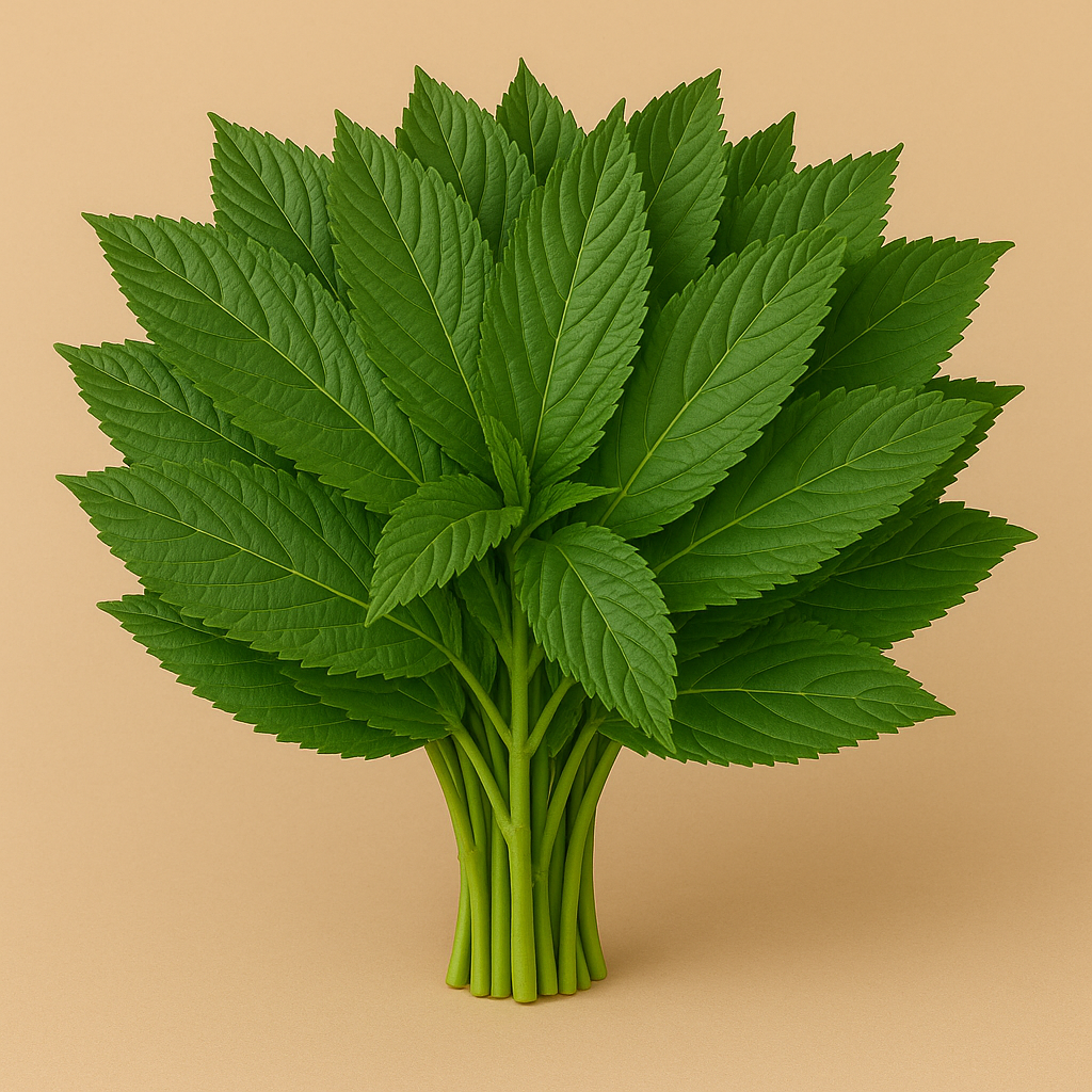 Green Mallow|مـلوخـية (1Pack)