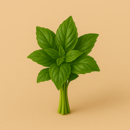 Basil|ريـحان (1Pack)