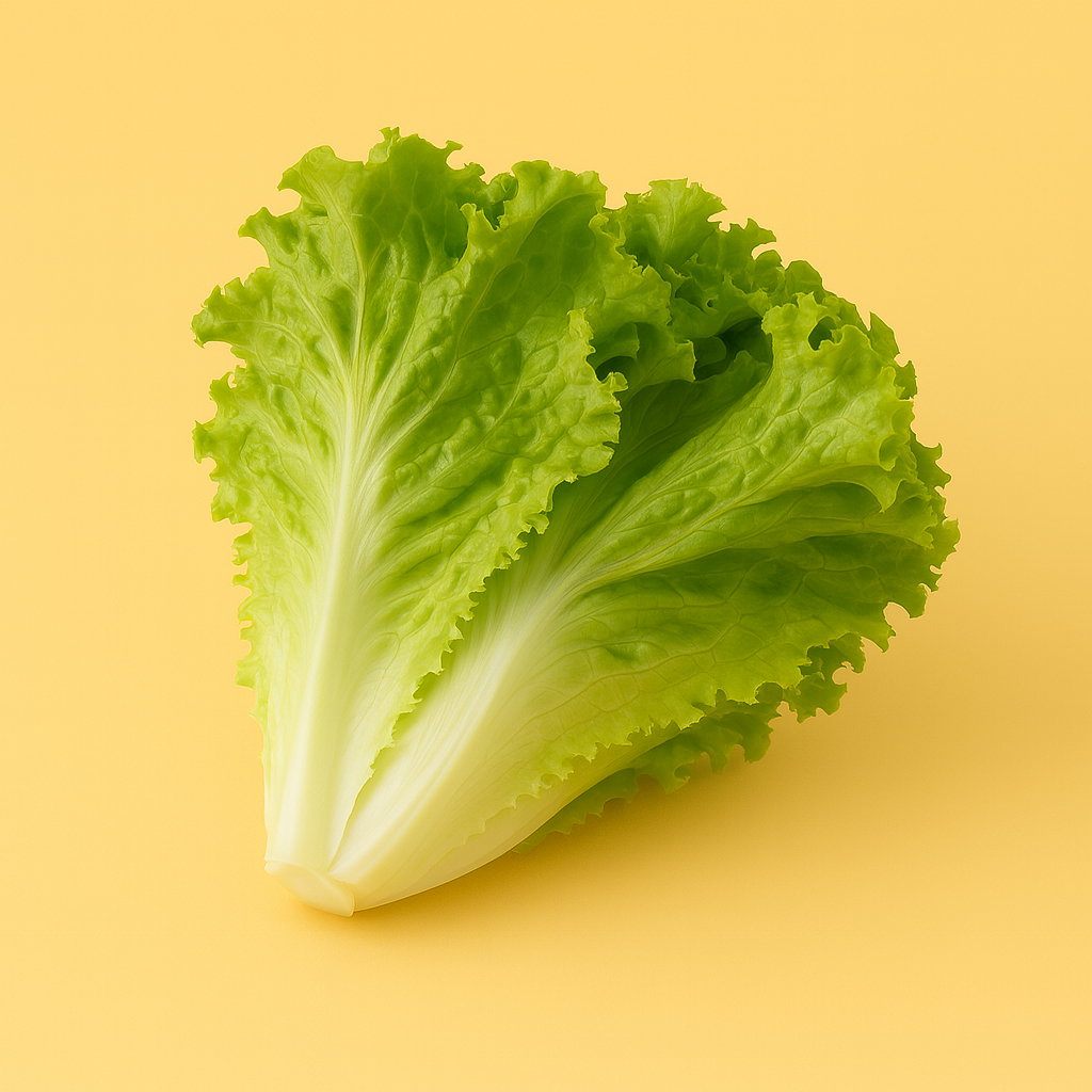 Green Batavia Lettuce|بـتافيا اخـضر