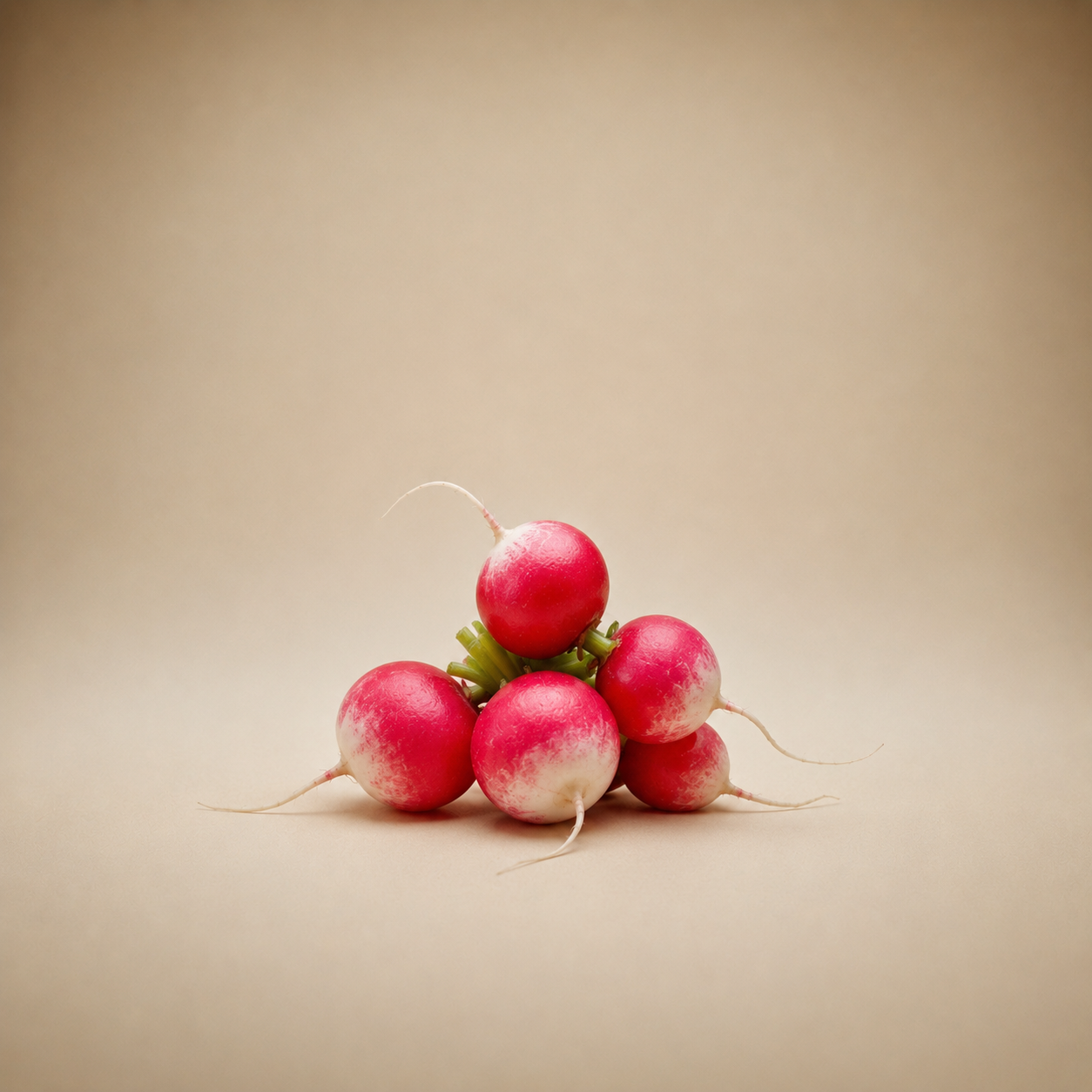 Netherlands Red Radish