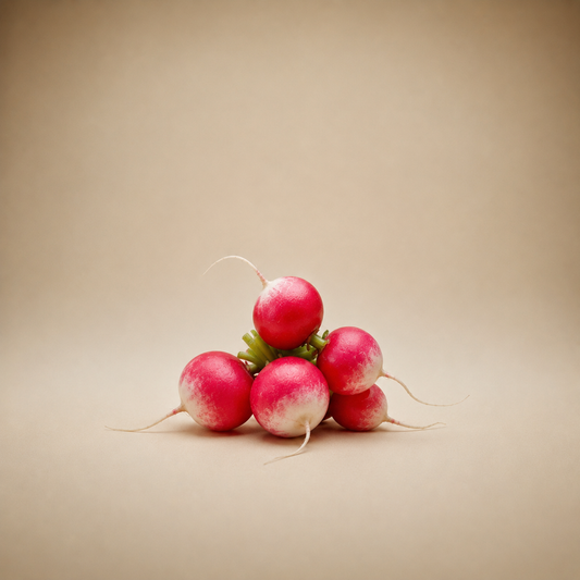Netherlands Red Radish