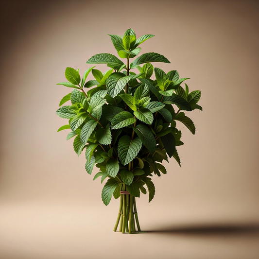 Baladi Mint |نـعـناع مغربي(Pack)